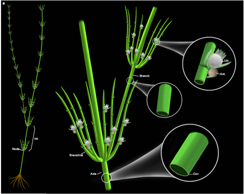基于化石和现代轮藻纲构建的奇迹塔里木轮藻复原图（金沙2004路线js5博物馆刘茜绘制）
